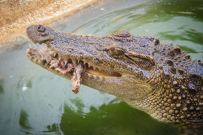 Close-up of crocodile in lake