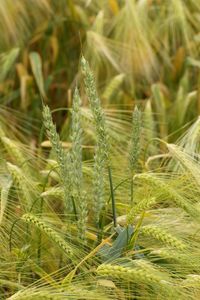 Close-up of fresh plant in field