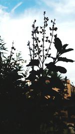 Low angle view of plants against sky