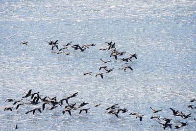 Flock of birds flying over sea