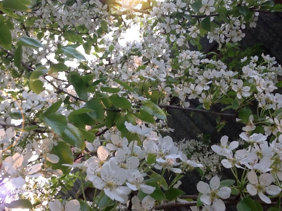 flower, growth, freshness, fragility, nature, branch, beauty in nature, plant, leaf, white color, petal, blooming, blossom, focus on foreground, tree, close-up, in bloom, one animal, outdoors, day