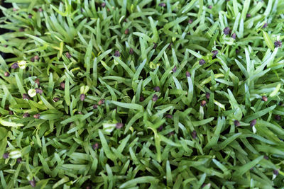 Full frame shot of chopped vegetables