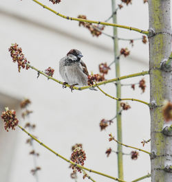 Close-up of bird perching on tree