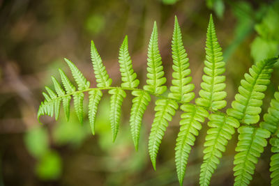 Close-up of fern