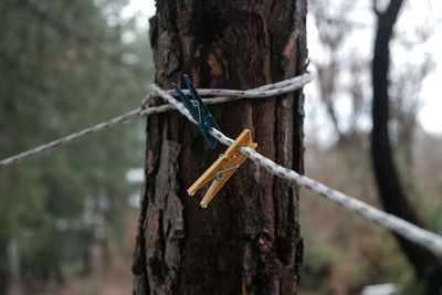 Close-up of pegs on rope