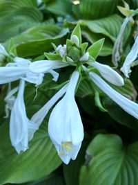 Close-up of white flowers blooming outdoors