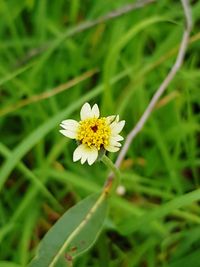 Close-up of yellow flower blooming outdoors