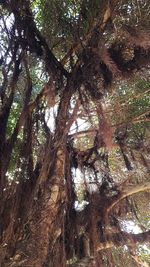 Low angle view of trees in forest