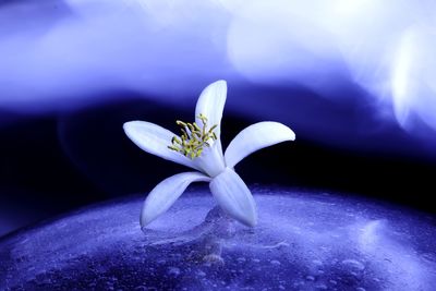 Close-up of white flowering plant