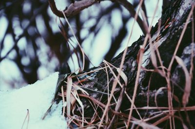 Close-up of branches against blurred background