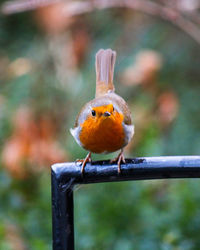Robin perched on a chair 