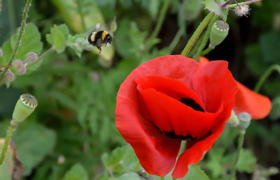 Close-up of insect on red flower