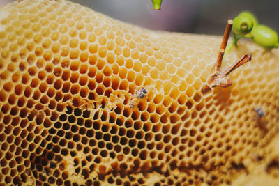 Honeycomb with sweet honey. yellow honeycomb just taken from beehive