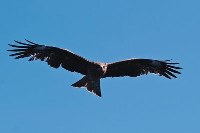 Low angle view of eagle flying in sky