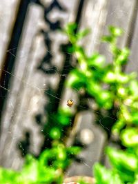 Close-up of spider on web