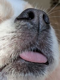 nose