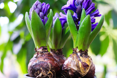 Close-up of purple flowering plant