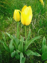 Close-up of yellow flowering plants on field