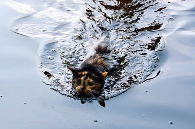 High angle view of bird swimming in water