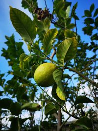 Low angle view of fruits growing on tree