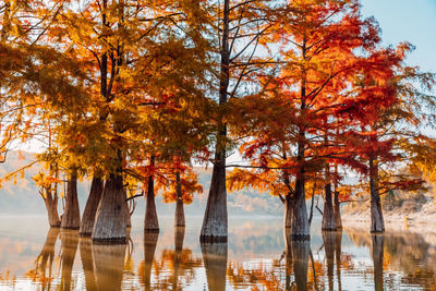 Trees by lake against sky