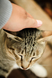 Close-up of a cat