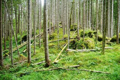 Scenic view of forest