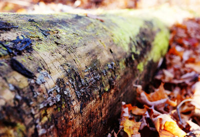 Close-up of tree trunk