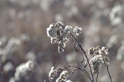 Close-up of white flowers