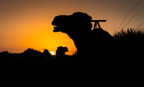 Silhouette man holding camera against sky during sunset