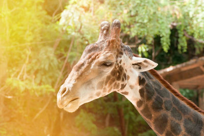 Close-up of giraffe