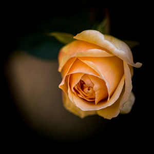 Close-up of rose against black background