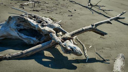 Close-up of animal skull on tree