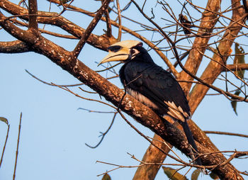 Low angle view of eagle perching on tree against sky