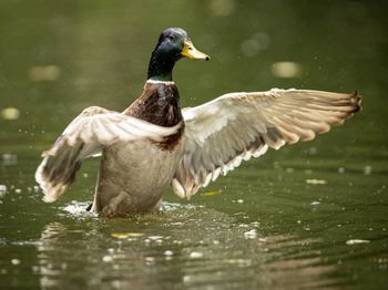 Duck swimming in lake