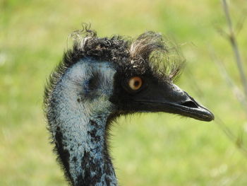 Close-up of a bird looking away