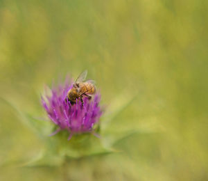 Close-up of insect on purple flower