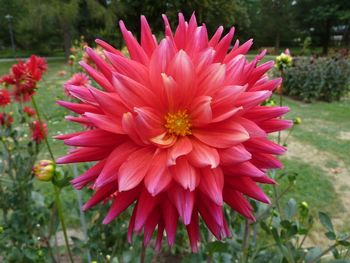 Close-up of flower blooming outdoors