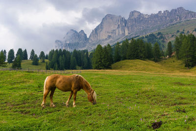 Cows grazing on grassy field