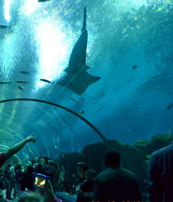 Fish swimming in aquarium