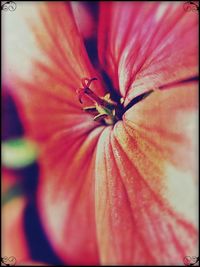 Close-up of insect on red flower