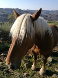 Horse standing on field