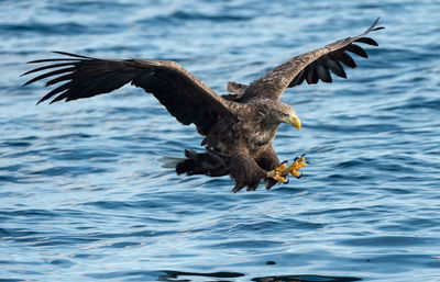 Seagulls flying over sea