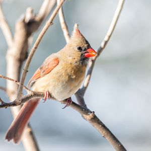 Close-up of bird perching on branch