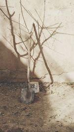 Close-up of tree branches