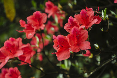 Close-up of flowers blooming outdoors