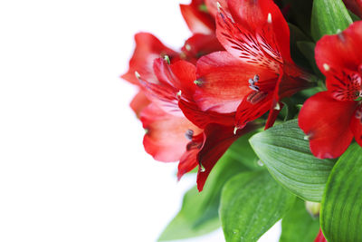 Close-up of red flowering plant against white background