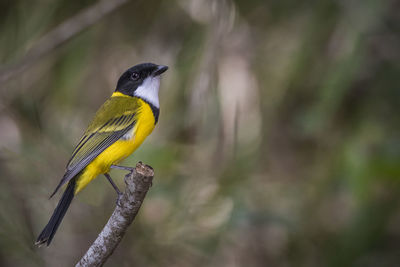 Close-up of bird perching on branch