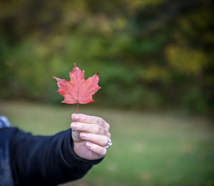 Midsection of woman holding maple leaf during autumn