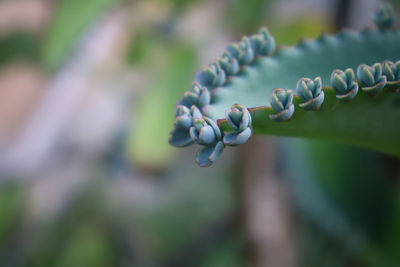 Close-up of fresh white flower buds